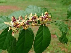 Pentadiplandra brazzeana Joy perfume tree, j